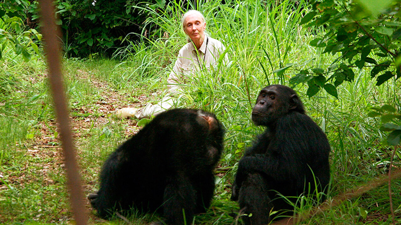 Jane's Journey Die Lebensreise der Jane Goodall ARD