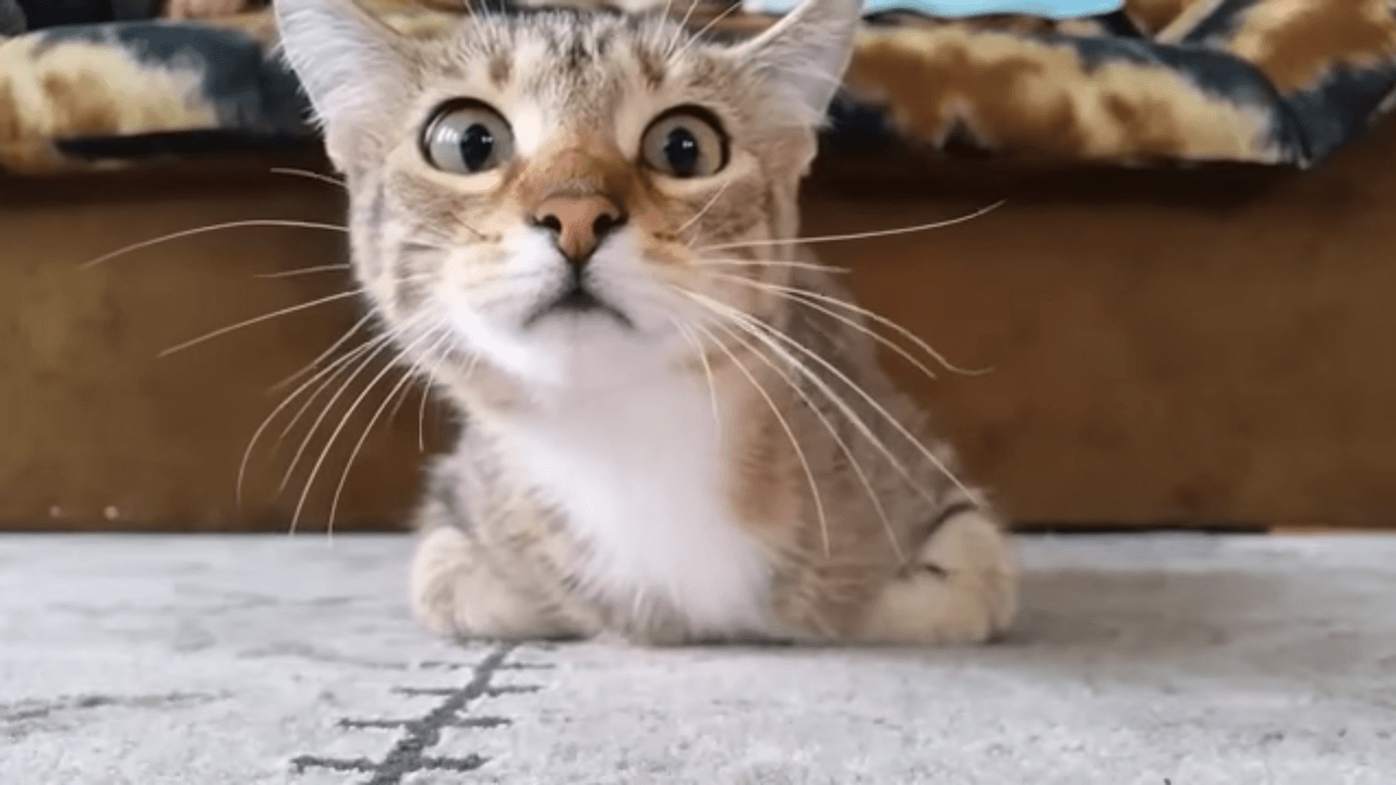 Katze schaut Horrorfilm von Hitchcock