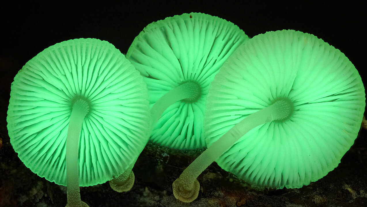 Im Königreich der Pilze